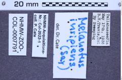 Etikette zu Melanotus insipiens (Say, 1825) (NHMW-ZOO-COL-0007791)